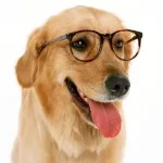 dogs for sale